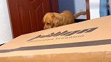 看见主人躲进箱子里，金毛上去就踩，这货太坏了！