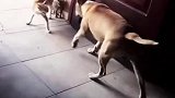 猫：我十分害怕这只狗