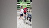 果然，在吃的面前谁都挡不住诱惑，小动物也不例外！
