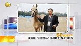 现实版汗血宝马亮相南京 身价800万