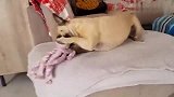 主人买了个粉色的章鱼玩具，斗牛犬宝宝：真好玩