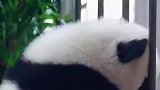 熊猫幼崽越狱啦！十斤的熊猫，九斤的反骨