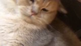 喜欢这样按摩？？？喵星人 猫 撸猫