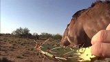 仙人掌是沙漠骆驼唯一的食物