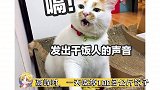 冬奥村高峰时一天吃掉100多公斤饺子