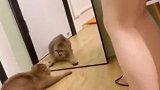 猫咪第一次照镜子，这反应太搞笑了