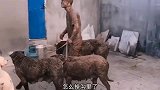 这是一只有礼貌的猫头鹰，还知道跟我打招呼