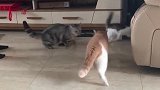 猫：主人你躲开点，我们在决斗呢！