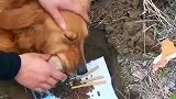 狗狗叼着自己的孩子，久久不愿松口，感动的我都流泪了