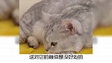 宠物星球-20220919宠物冷知识：你家猫咪挑食吗？