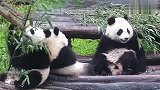 吃货见面分外眼红！3只熊猫团子抢竹子，太好玩了哈哈