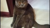 一只被弃养的小猫咪成长记
