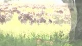 动物世界：母狮深入草丛伏击斑马成功！