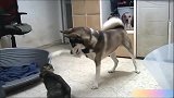 哈士奇欺负猫咪,猫咪忍无可忍奋起反击!