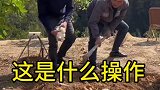 我估计正宗的土鸡就是这样来的吧