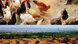 中国小伙在沙漠养鸡，竟把沙漠给“绿”了？外国人：反人类操作郑开君乐跑  君乐宝小镇