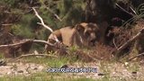 小狮子惨遭鬣狗无情捕杀，等狮王回家后悲剧了，镜头记录悲惨全程