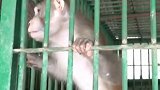 猴子喝不到酒暴怒袭击250人 送动物园顽性不改被“终身监禁”