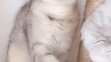 不摸她吃醋了
