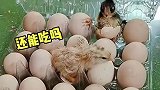 我的鸡蛋变小鸡了，什么情况啊