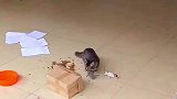 这就是母爱吧，手心手背都是肉