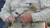 老虎躺在草丛一动不动，众人走进一看，瞬间留下了眼泪！