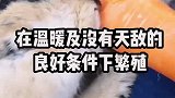 萌翻啦！6座被动物支配的小岛