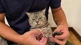 萌宠 猫咪摆臭脸我不要剪指甲