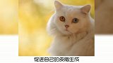 宠物冷知识，猫咪是否要经常洗澡？奇怪的知识又增加了