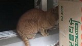 家里跑来一只年龄很大的流浪猫，喂了点食物就走了