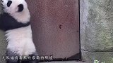 可爱的熊猫宝宝把自己晾在木头上，晾晾发霉的毛绒玩具熊，萌翻了