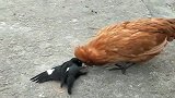 八哥和老母鸡打起来了，没想到这货比母鸡还猛！