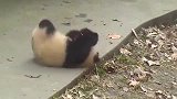 熊猫：谁来亲亲抱抱举高高啊，太可怜了
