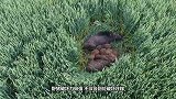 400斤野猪误闯村庄，村民合力将其制服，场面壮观！