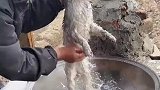 大爷在锅里给猫猫洗澡，下面烧着柴火热气腾腾