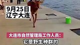 大连老虎滩海边发现一头梅花鹿，还试图顶撞路人