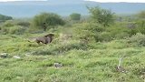 狮王兄弟捉住鬣狗，最后却放了它