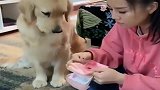 主人“数钱”，金毛负责给主人舔手指
