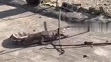 鳄鱼逃跑遇上土狗，替主人与鳄鱼舍命一战