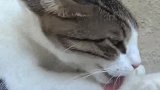 野外捡回的流浪猫很乖巧，五十元一只谁要快来啊