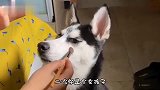 指挥现场掉裤子别笑这指挥笑坏了。我可不负责