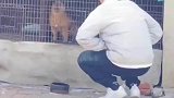 总招惹家里的狗狗，狗子边关门边骂人