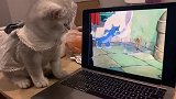 这只小猫咪不上网课，在这里偷看动画片