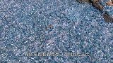 海面泛着蓝色荧光，看似浪漫，其实“暗藏杀机”！