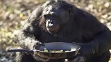 奇闻！猩猩生火做饭20年，不吃香蕉吃烧烤，这也太离谱了！