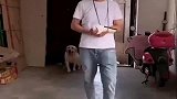 狗子的迷惑行为，狗子模仿手骨折客人走路