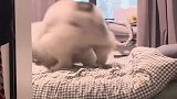 你们的小可爱出现了