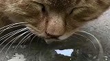 谁家小猫咪睡觉这么邋遢啊，咋还淌鼻涕泡呢