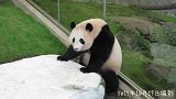 大熊猫还是最喜欢吃叶子，因为这样不需要嚼太累