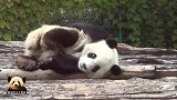 熊猫宝宝萌大挠痒痒，呆萌的动作和表情，实在让人着迷